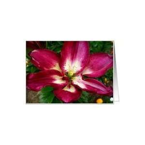  Oriental Lily Flower Blank Note Card Card Health 