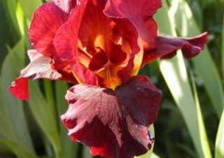 S003 50 Flower Seeds Iris Germanica Bearded Irises German Iris Red 