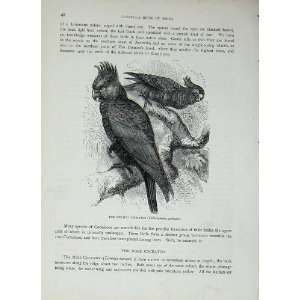   CassellS Birds C1870 Helmet Cockatoo Parrot Galeatus