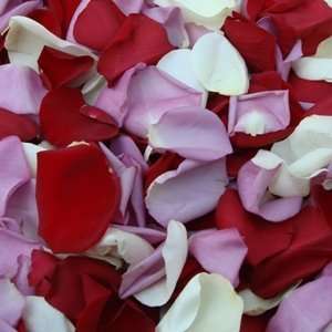    500 FRESH Rose Petals Red White Lavender Patio, Lawn & Garden