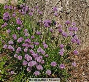 CHIVES POTTED PLANTS HERB LOT OF 3 POTS  