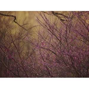  A View of a Dew Covered Bush in Bloom at Twilight 