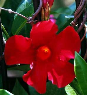 Red Brazilian Jasmine Plant   Indoors/Out   Mandevilla   4 Pot  