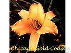 CC Daylily, CHICAGO GOLD COAST (Marsh)