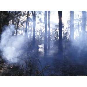 Charred Tree Trunks and Smoking Foliage Fill the Air from a Bush Fire 