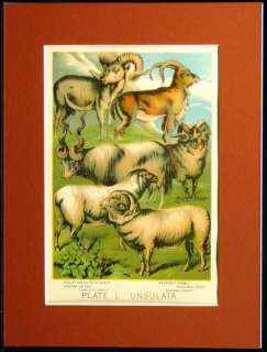 sheep more vintage books and collectible items up for auction 