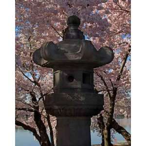  Japanese Stone Lantern and Cherry Trees