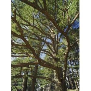  The Last Remaining Forest of Biblical Cedars, Cedar Forest, Lebanon 