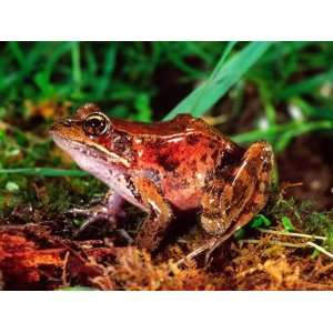  Red legged Frog, Rana Aurora, Native to Pacific Coast, USA 