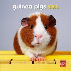  Guinea Pigs 2012 Mini Wall Calendar