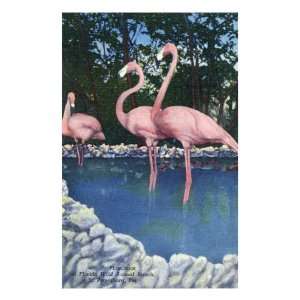 St. Petersburg, Florida, View of Pink Flamingos at Florida Wild Animal 