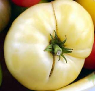 White Wonder Tomato 25 Seeds   Great Taste   Heirloom  