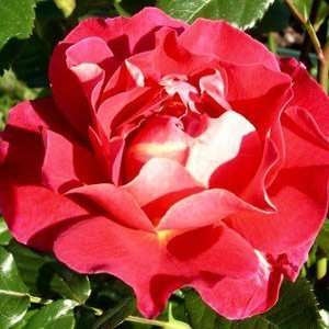  Happy Anniversary Rose Seeds Packet Patio, Lawn & Garden