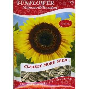 Sunflower   Mammoth Russian