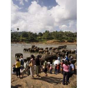  Pinnewala Elephant Orphanage Near Kegalle, Hill Country, Sri Lanka 