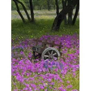  in Field of Phlox, Blue Bonnets, and Oak Trees, Near Devine, Texas 